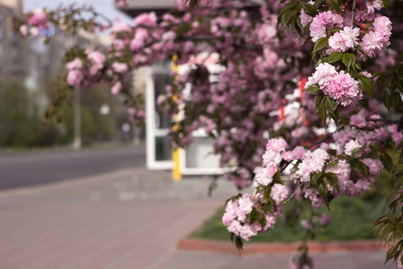 城市 风景 旅游业 季节 浪漫的 四月 植物区系 日本 樱花