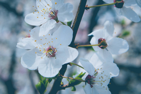 花的 春天 樱桃 美丽的 季节 分支 杏仁 自然 花儿 花瓣