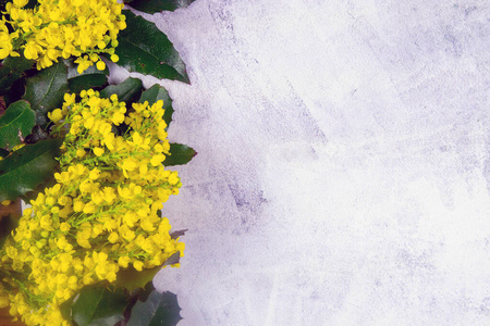 自然 吹扫 春天 兰卡 瘘管 花的 植物区系 生长 植物