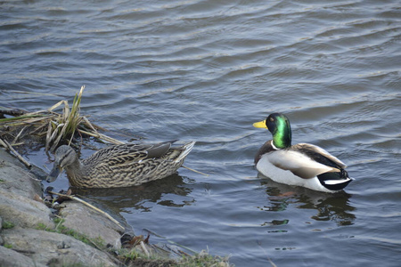 池塘 反射 鸭子 羽毛 动物 自然 游泳 家禽 水禽 绿头鸭