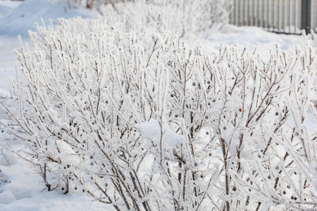 寒冷的 早晨 分支 西伯利亚 封顶 冬天 面朝 灌木 白霜
