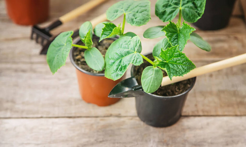 植物学 新的 环境 生长 幼苗 花园 领域 植物 污垢 夏天