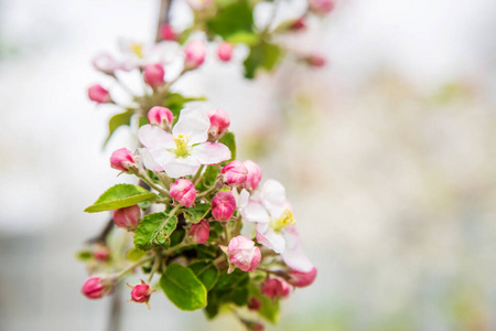 新的 生长 樱桃 植物区系 开花 前进 花园 园艺 软的