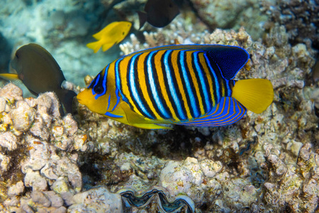 盐水 夏威夷语 生物 水族馆 水下 神仙鱼 堡礁 君主 颜色