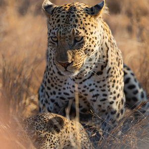 豹子 猎人 自然 食肉动物 克鲁格 非洲 捕食者 国家的