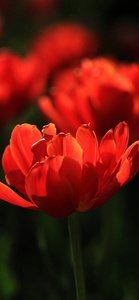 春天 美女 形象 颜色 郁金香 花园 植物 特写镜头 美丽的