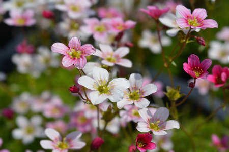 植物 粉红色 花园 品种 春天 植物学 自然