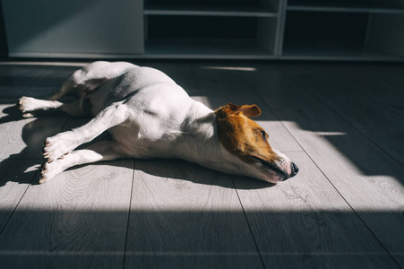 地板 睡觉 说谎 可爱极了 犬科动物 可爱的 阳光 宠物