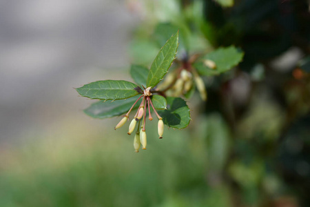 植物学 花园 植物 春天 水果 灌木 自然 尖峰