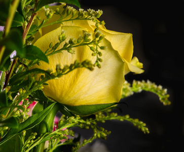 花瓣 开花 植物 情人 自然 盛开 美丽的 浪漫的 植物区系