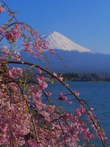 藤山 山梨 蓝天 美丽的 花瓣 颜色 日本人 盛开 旅行