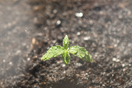 新的 发芽 花园 土壤 医学 植物 草本植物 种子 杂草