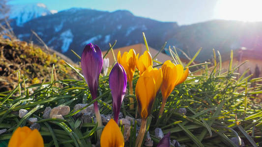 阿尔卑斯山 风景 美丽的 夏天 春天