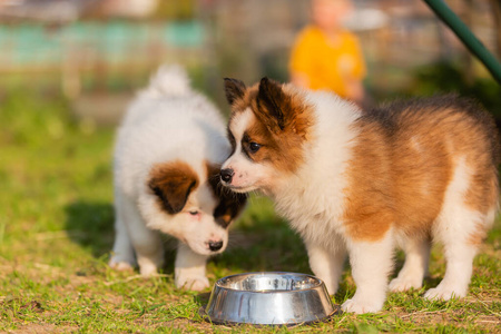 繁殖 可爱的 哺乳动物 兄弟姐妹 犬科动物 动物 喂养 毛茸茸的