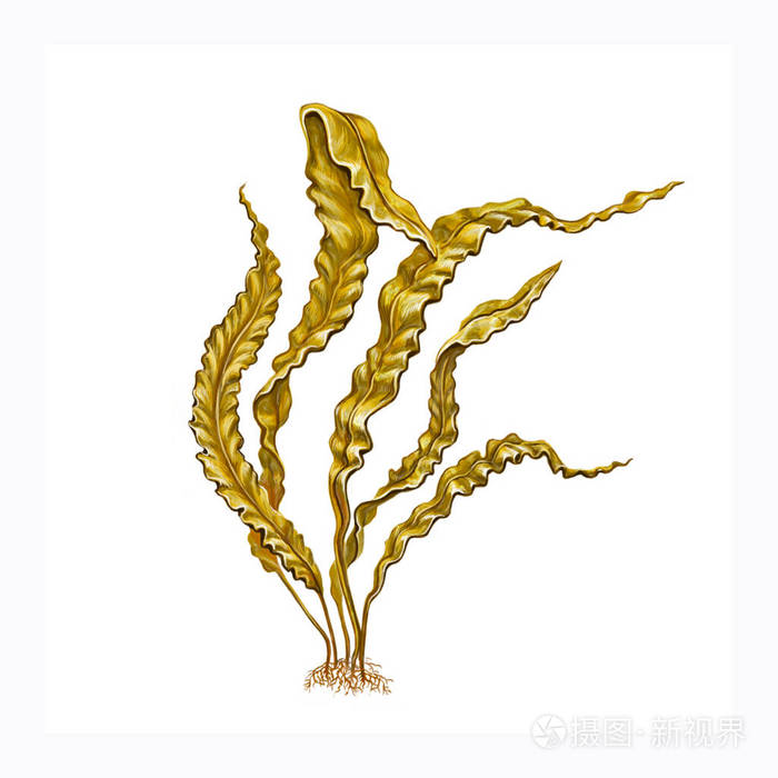 以图搜图id:2cly45授权范围商业用途,可用于营利性的商业,广告目的