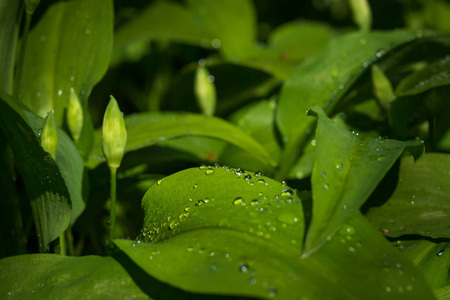 纯洁 夏天 液滴 生长 环境 纹理 反射 露水 生活 植物