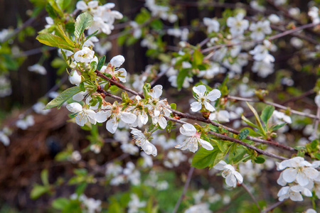 植物区系 生长 花瓣 季节 樱桃 花园 四月 开花 果园