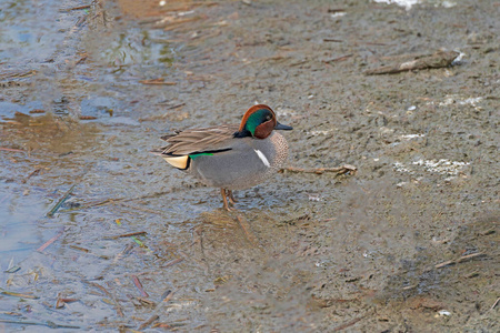 动物 鸭子 动物学 栖息地 湿地 生物学 动物群 自然 风景