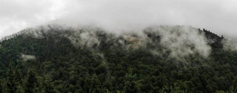 自然 美丽的 乌克兰 旅行 森林 环境 风景 天空