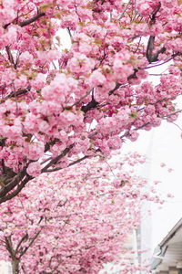 分支 乌克兰 美女 季节 开花 颜色 花园 植物区系 旅行