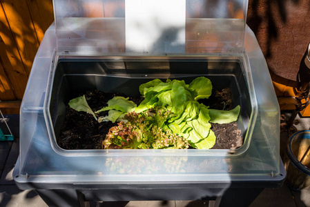 农场 园艺 植物 草本植物 幼苗 食物 爱好 自然 农业