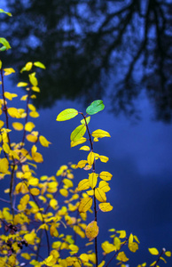 植物 天空 公园 池塘 颜色 自然 树叶 季节 分支 春天