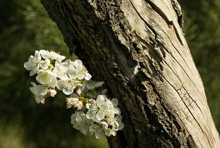 美丽的 自然 樱桃 开花