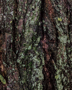 纹理 公园 古老的 特写镜头 木材 材料 植物 森林 树皮