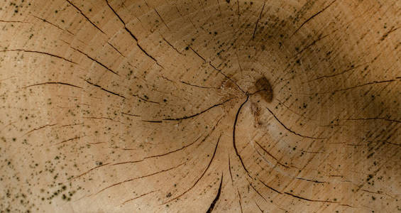 自然 森林 树桩 材料 特写镜头 纹理 圆圈 树干 木材