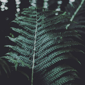 特写镜头 生长 环境 植物 植物区系 蕨类植物 花园 自然