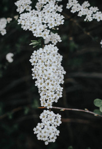 美女 花的 春天 植物 花园 植物区系 特写镜头 美丽的