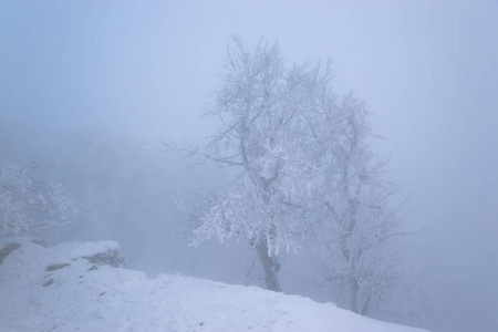 喀尔巴阡山 松木 自然 冬天 斯洛伐克 天空 季节 冷杉