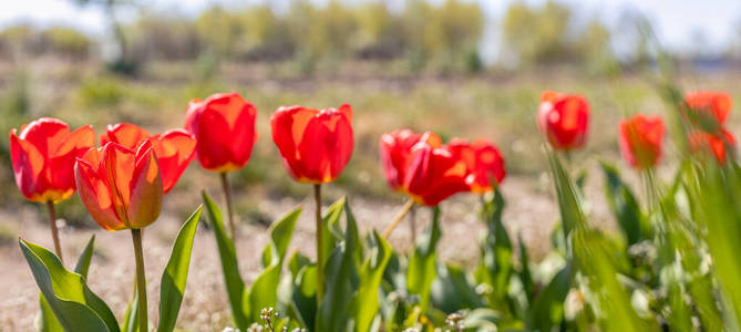 花的 水仙花 植物园 季节 公园 自然 粉红色 春天 花园