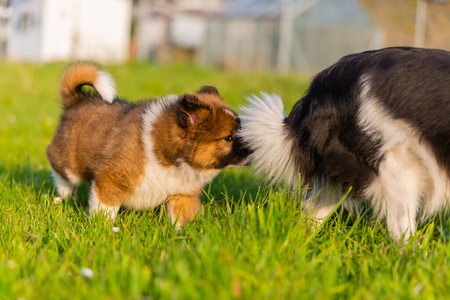 宠物 外部 可爱的 动物 花园 犬科动物 繁殖 草坪 草地