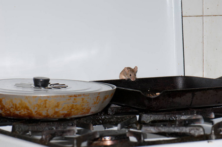 家鼠在厨房里寻找食物.老鼠图标.