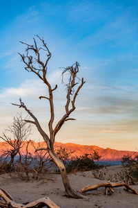 美国加利福尼亚州，死亡谷国家公园，夕阳下的枯树和沙丘。