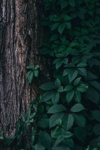 森林 墙纸 自然 树篱 生长 常春藤 夏天 纹理 植物 植被