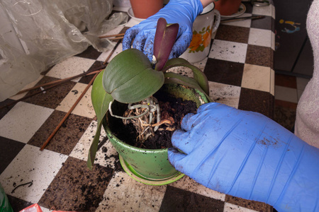 过程 地面 生态学 爱好 生物学 室内植物 成长 自然 职业