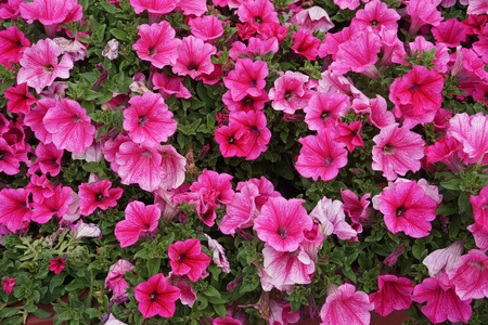 生活 春天 矮牵牛 开花 植物 夏天 花瓣 自然 特写镜头