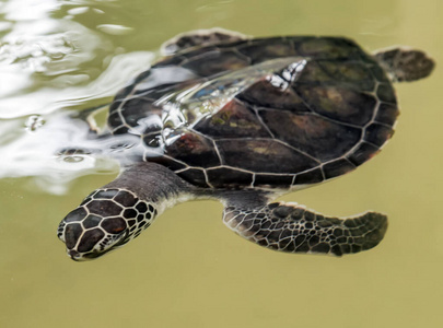 海底 潜水 野生动物 热带 印第安人 海洋 生活 海洋生物