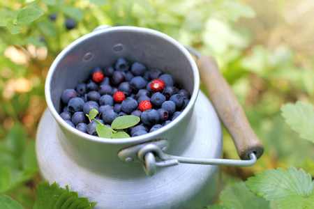 浆果 自然 饮食 夏天 食物 蓝莓 健康 美味的 季节 维生素