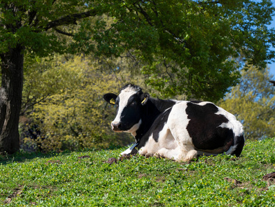 土地 哺乳动物 牛奶 动物 国家 吃草 农事 乳制品 风景