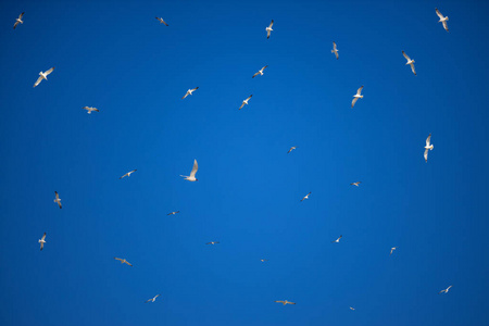 动物 飞行 天空 航班 自由的 羽毛 翅膀 收集 自由 空气