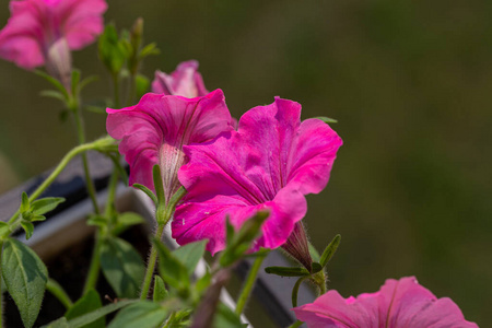 植物 紫罗兰 春天 杂交 自然 花园 盛开 特写镜头 美丽的
