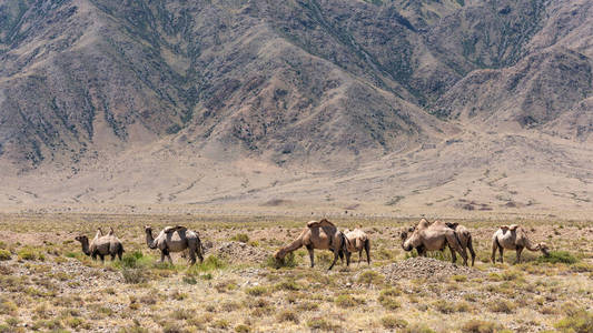 农场 夏天 牲畜 美丽的 哺乳动物 风景 吉尔吉斯斯坦 运输
