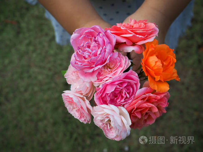 花瓣 春天 玫瑰 植物 植物区系 花的 开花 粉红色 自然