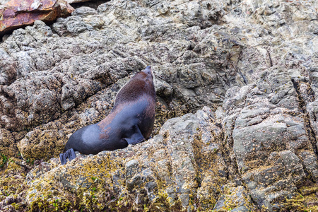 海滩 太平洋 哺乳动物 岩石 自然 动物 海的 特写镜头