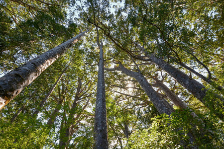 树叶 树干 植物 分支 公园 树皮 天空 高的 森林 木材