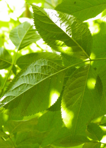 自然 环境 分支 夏天 生长 树叶 植物 波兰