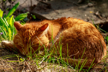 猫科动物 基蒂 生姜 斑猫 哺乳动物 肖像 动物 小猫 自然